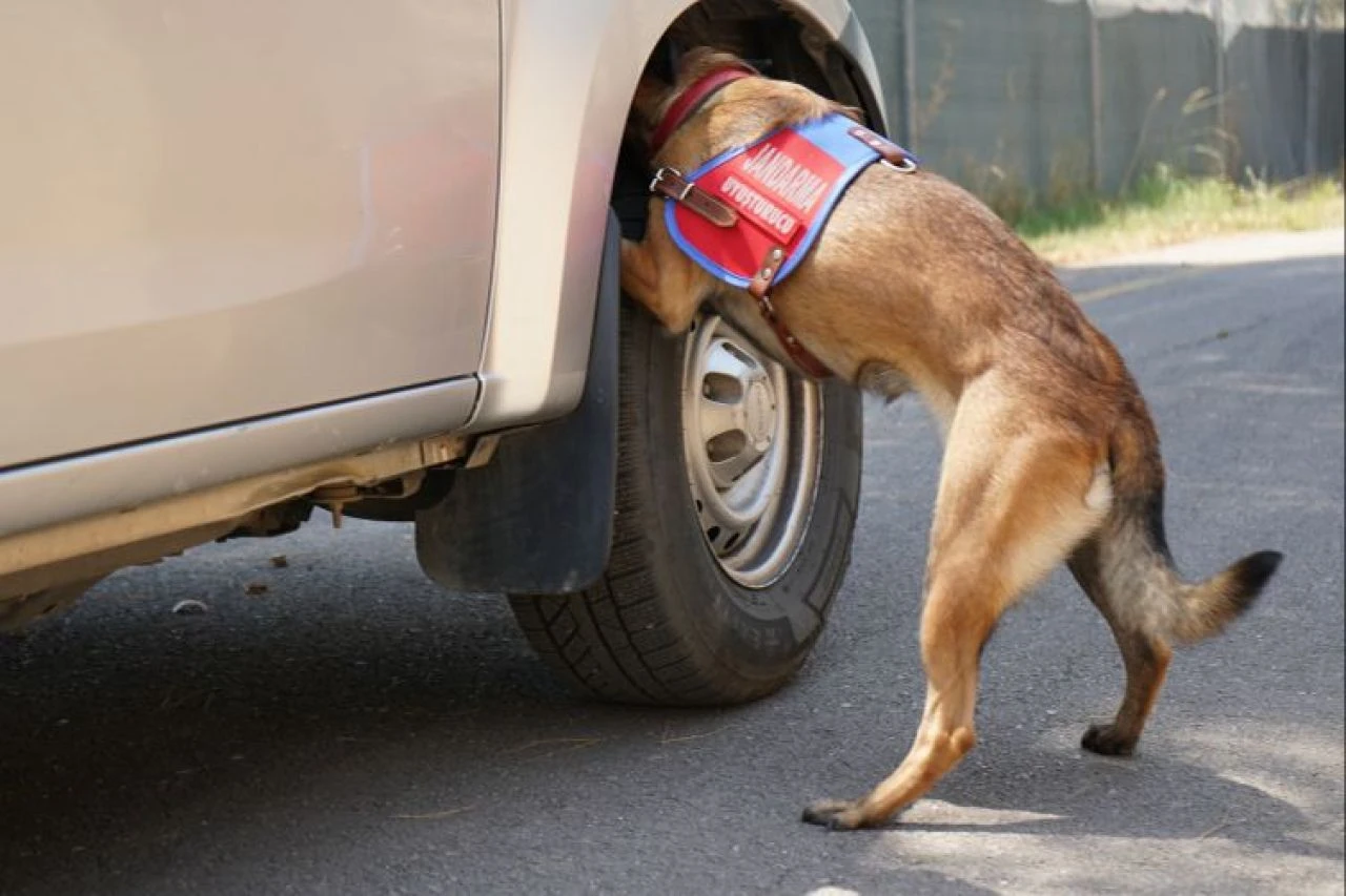 Jandarmanın hassas burunları suçlulara göz açtırmıyor - 3. Resim