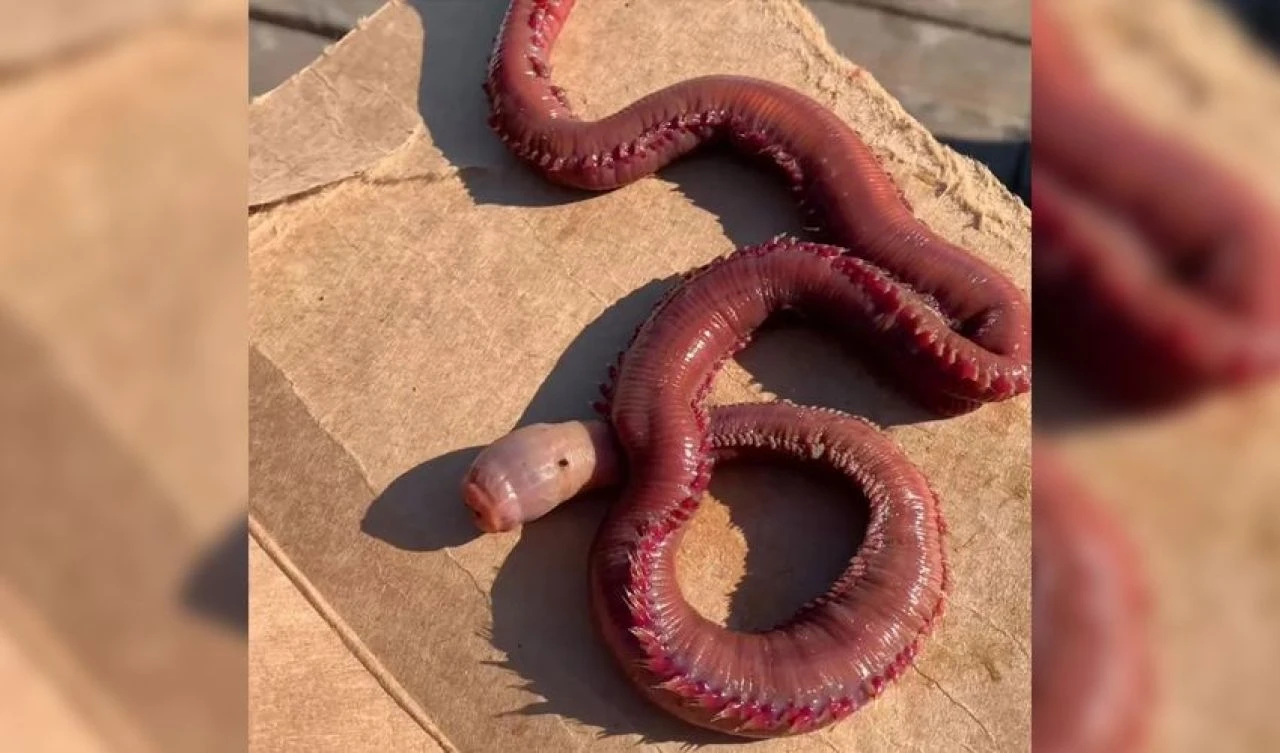 Sosyal medya bu canavarı konuşuyor! Bilim kurgu filmlerinden fırlamış gibi