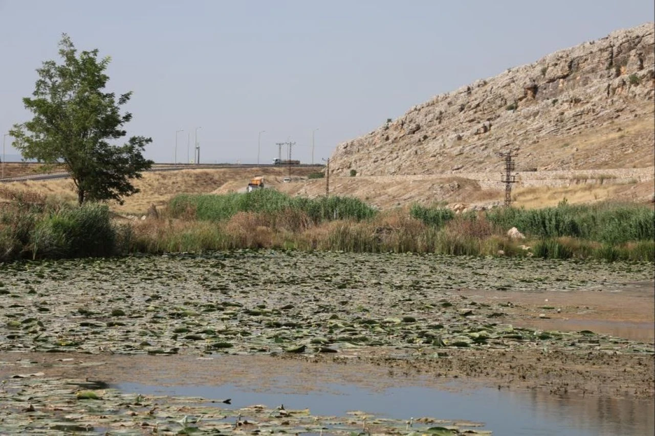 Bu çiçeği koparan yandı! Cezası 150 bin lira