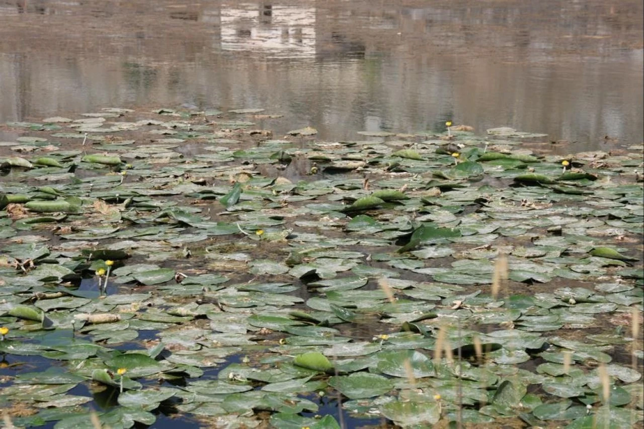 Bu çiçeği koparan yandı! Cezası 150 bin lira
