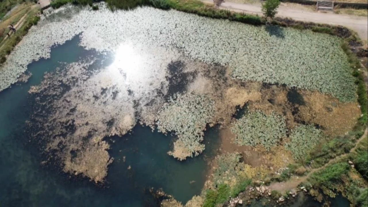 Bu çiçeği koparan yandı! Cezası 150 bin lira