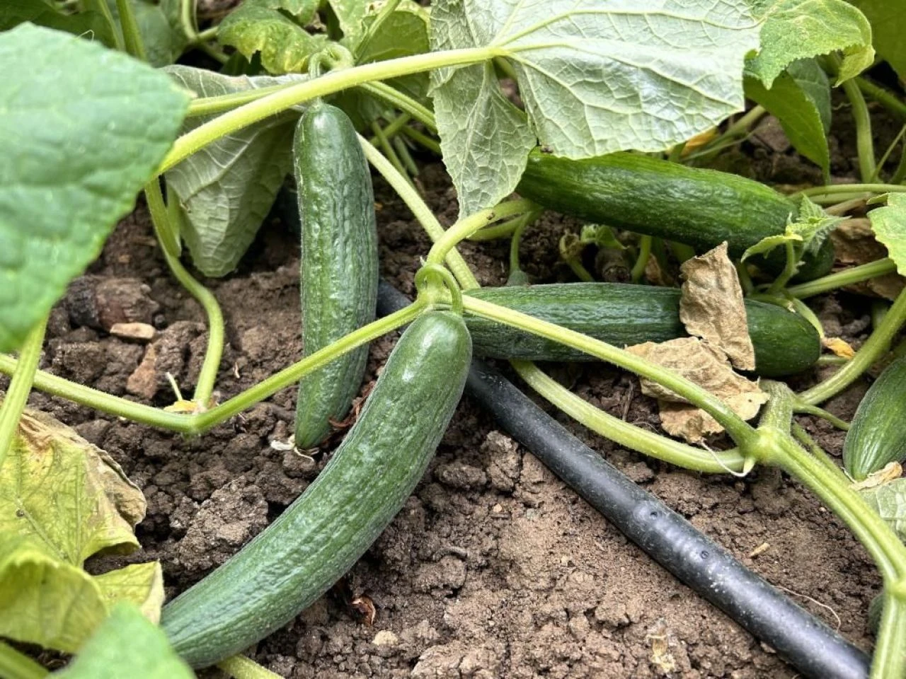 Kavurucu sıcakta zorlu hasat! Günlük yevmiye 700 TL, kilogram fiyatı 5 TL'den alıcı buluyor - 4. Resim