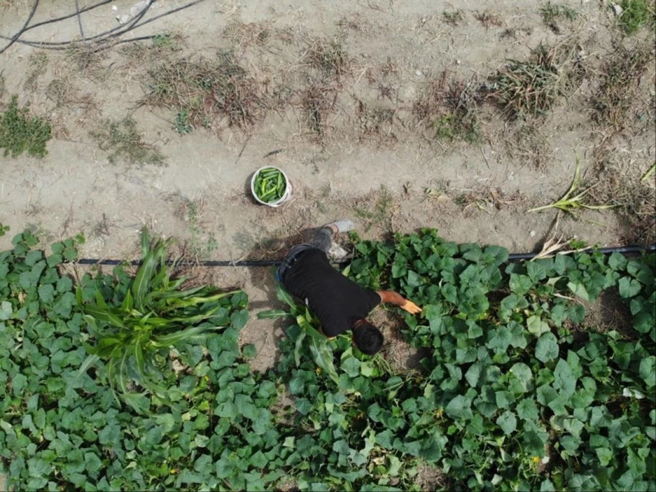 Kavurucu sıcakta zorlu hasat! Günlük yevmiye 700 TL, kilogram fiyatı 5 TL'den alıcı buluyor - 3. Resim