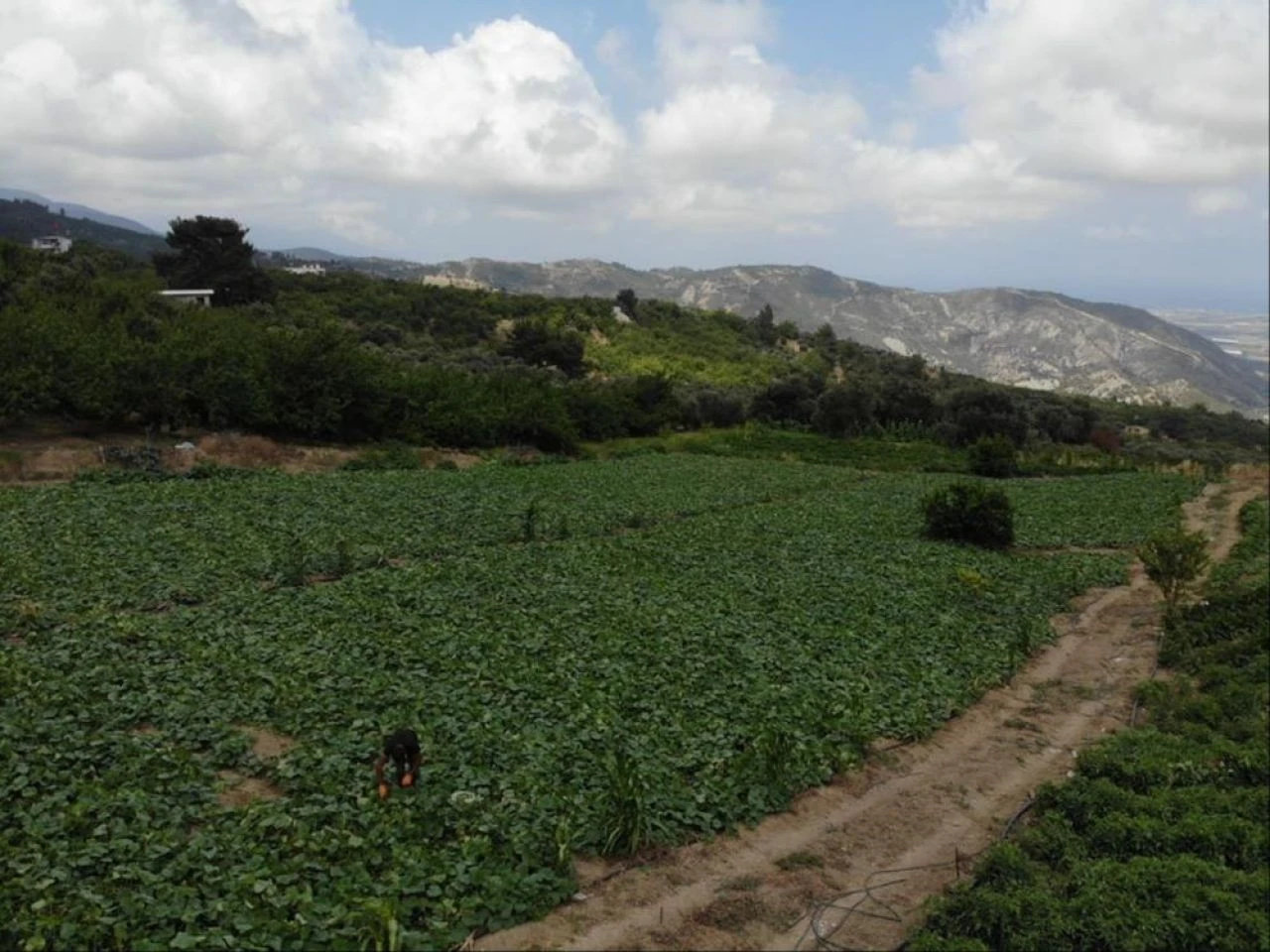 Kavurucu sıcakta zorlu hasat! Günlük yevmiye 700 TL, kilogram fiyatı 5 TL'den alıcı buluyor - 1. Resim