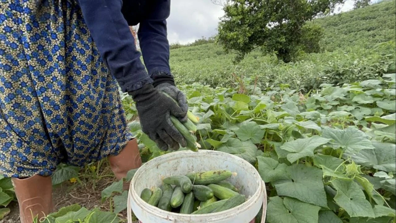 Kavurucu sıcakta zorlu hasat! Günlük yevmiye 700 TL, kilogram fiyatı 5 TL'den alıcı buluyor - 2. Resim