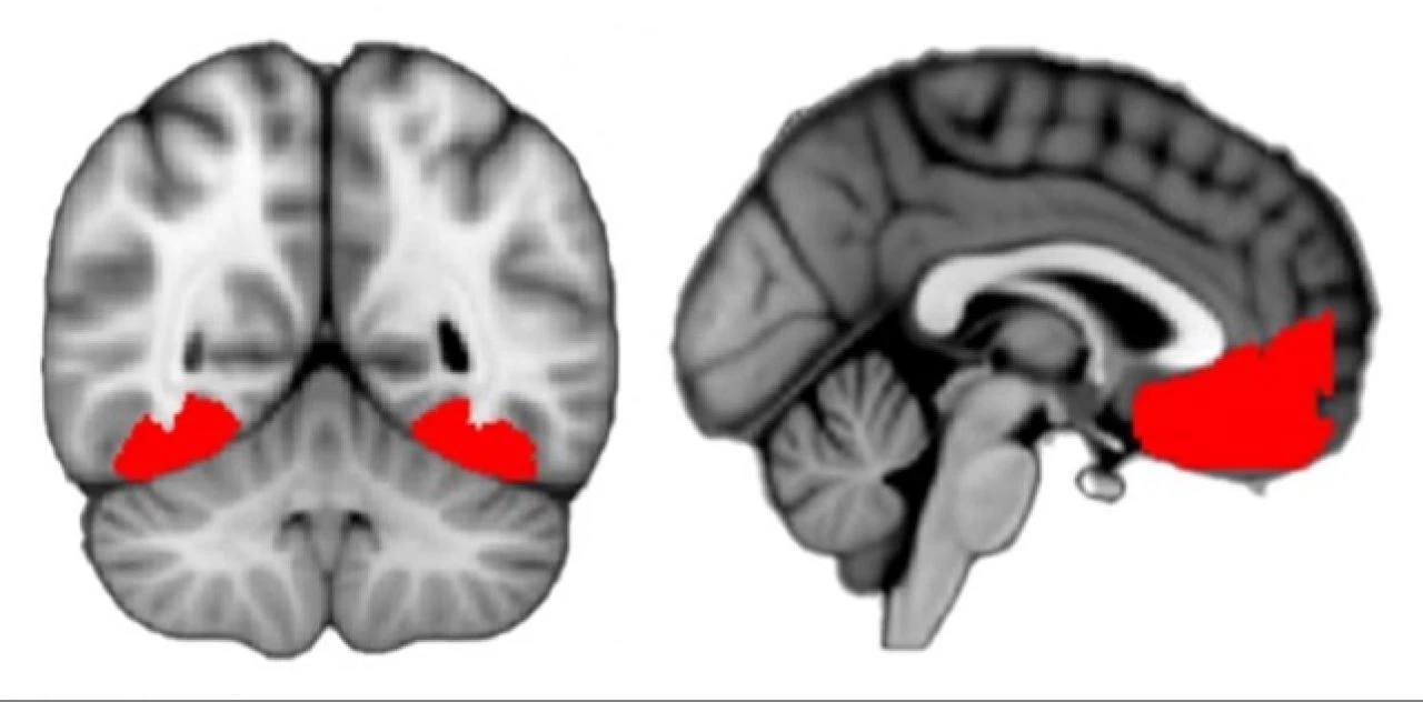 Beynimizde merak duygusunun tam olarak hangi bölgeyle ilişkili olduğu anlaşıldı - 1. Resim