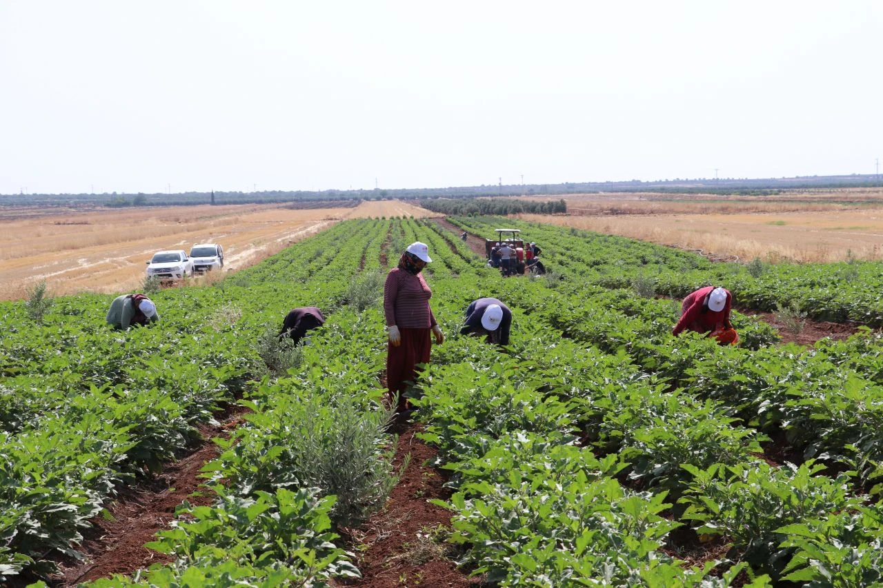 Kilosu 10 liraya kadar düştü! Türkiye’nin her yerinden akın akın getiriyorlar - 1. Resim