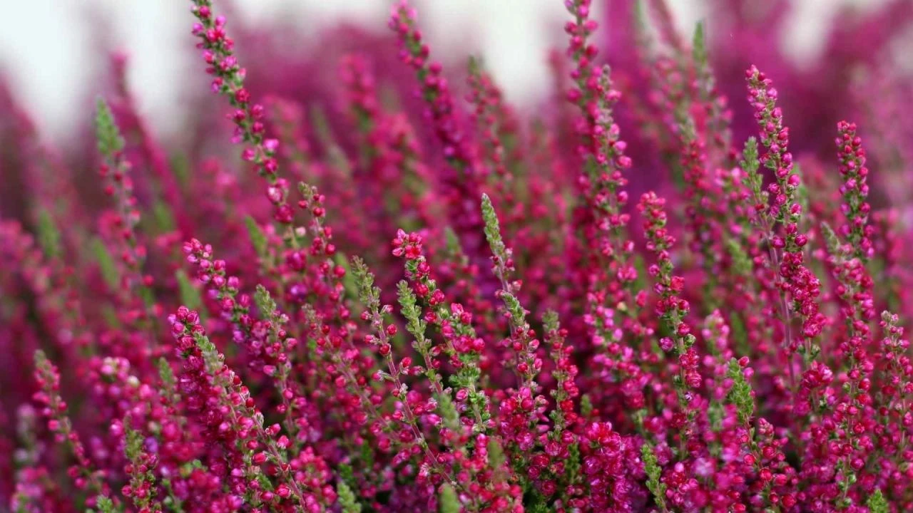 Psödomaki Marmara ve Karadeniz kıyılarında görülür - 1. Resim