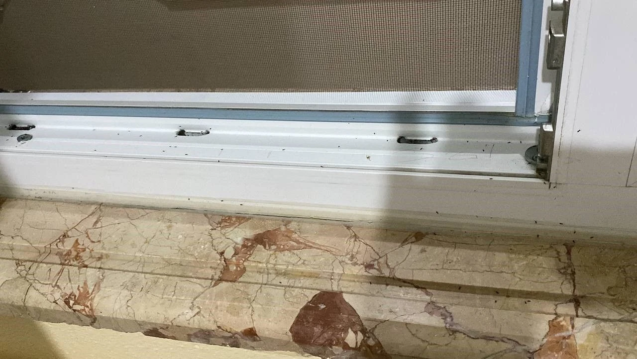 Bir mahalleyi istila ettiler! Ellerini attıkları her yerde pire var - 1. Resim