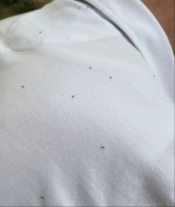 Bir mahalleyi istila ettiler! Ellerini attıkları her yerde pire var - 2. Resim