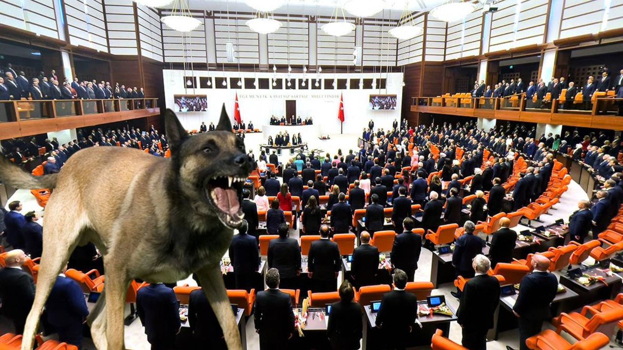 Meclis&#039;in gündemi başıboş sokak köpekleri! Kanun teklifi sunulacak