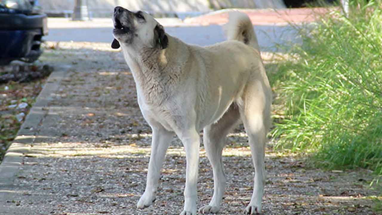 Başıboş köpek düzenlemesi geliyor: Bugün komisyonda görüşülecek