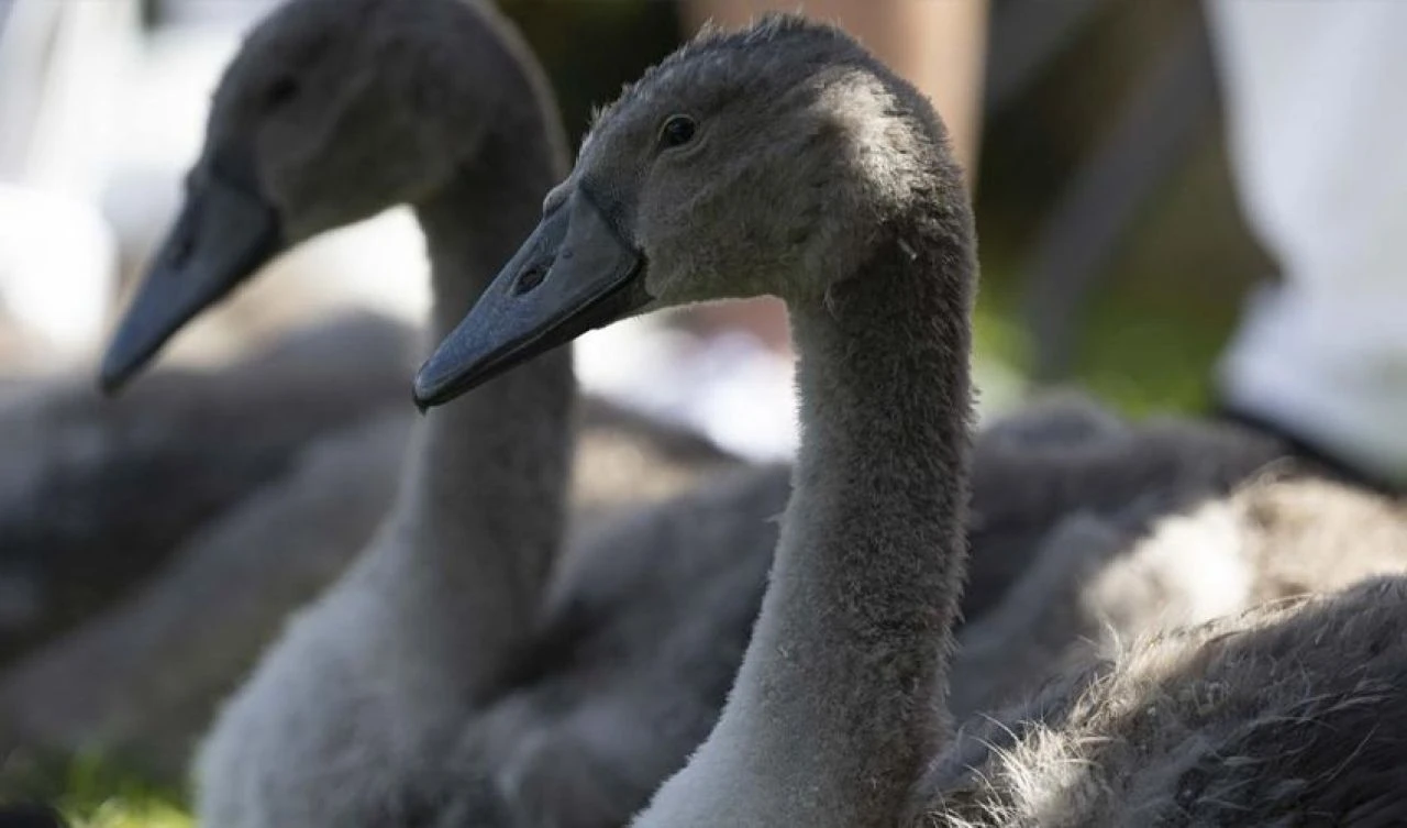 İngiltere'de 1186'dan beri süren gelenek: Kuğu nüfus sayımı - 2. Resim