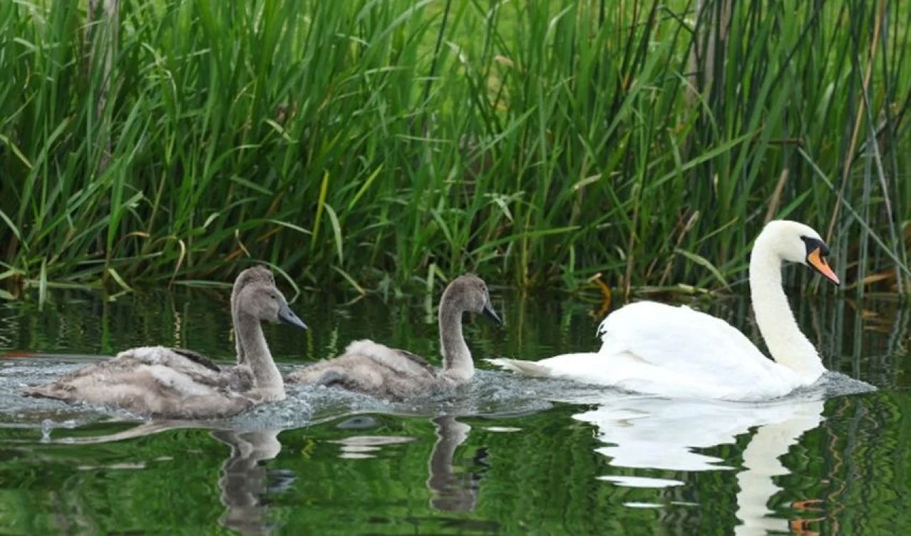 İngiltere'de 1186'dan beri süren gelenek: Kuğu nüfus sayımı - 1. Resim