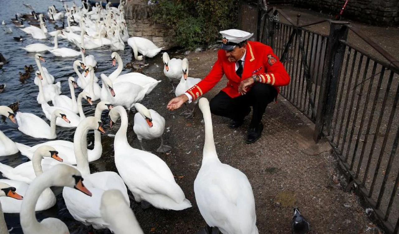 İngiltere'de 1186'dan beri süren gelenek: Kuğu nüfus sayımı - 3. Resim