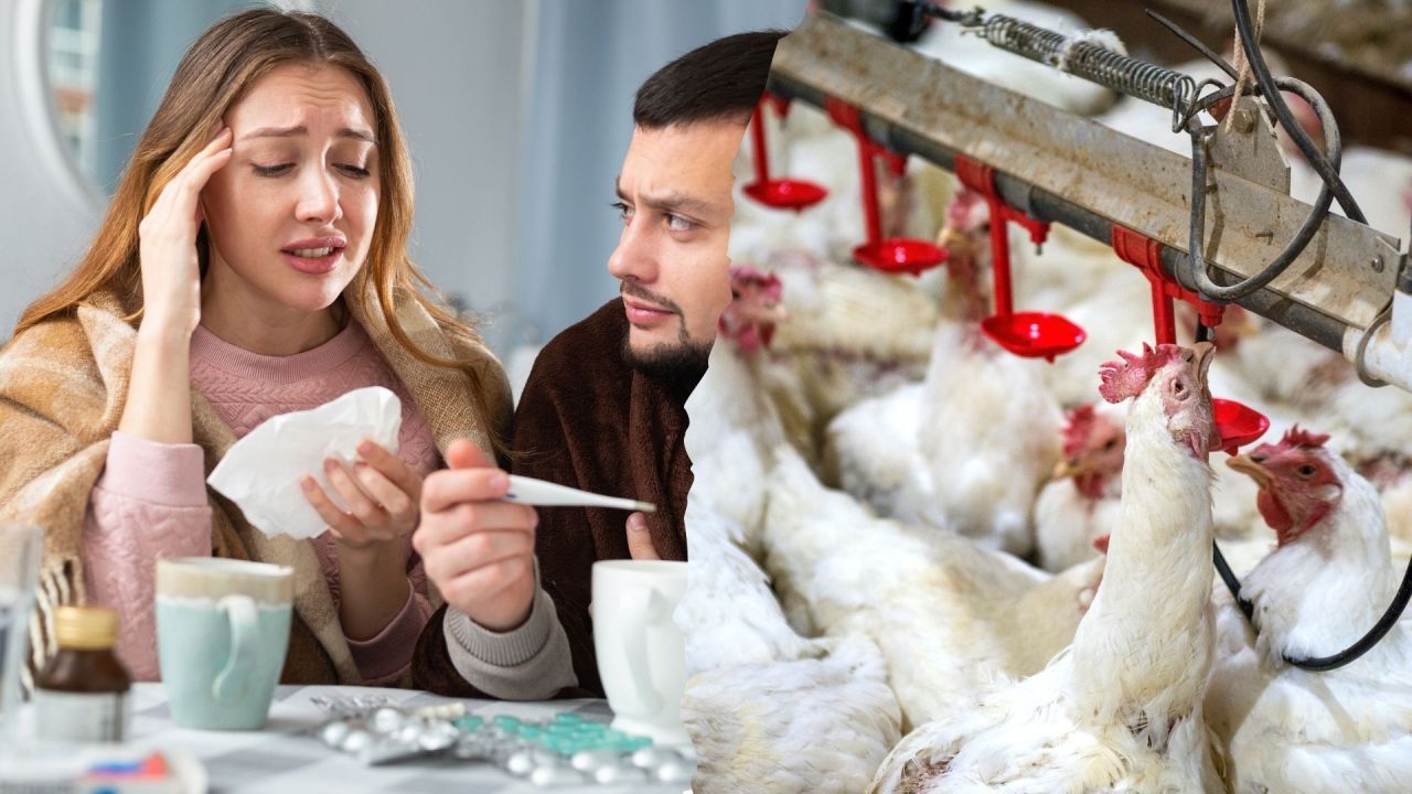 Kuş gribi virüsü 16 ülkede görüldü! Benzeri görülmemiş salgın adım adım yaklaşıyor - 3. Resim