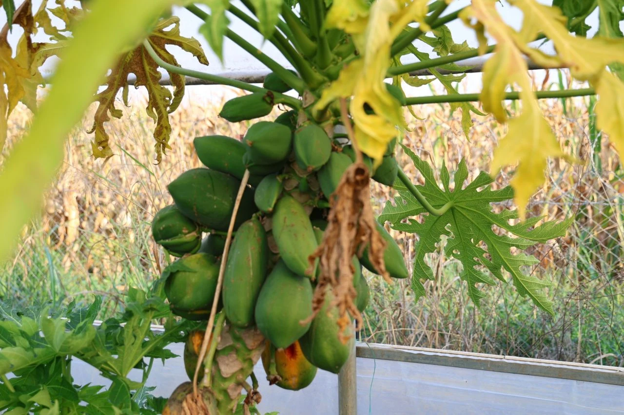 Oto yedek parçası satıyordu, bu işe girdi hayatı değişti! Siparişlere yetişemiyor - 4. Resim