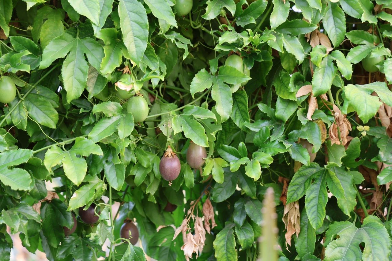 Oto yedek parçası satıyordu, bu işe girdi hayatı değişti! Siparişlere yetişemiyor - 2. Resim