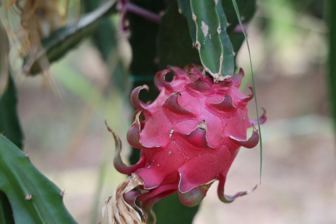 Oto yedek parçası satıyordu, bu işe girdi hayatı değişti! Siparişlere yetişemiyor - 1. Resim