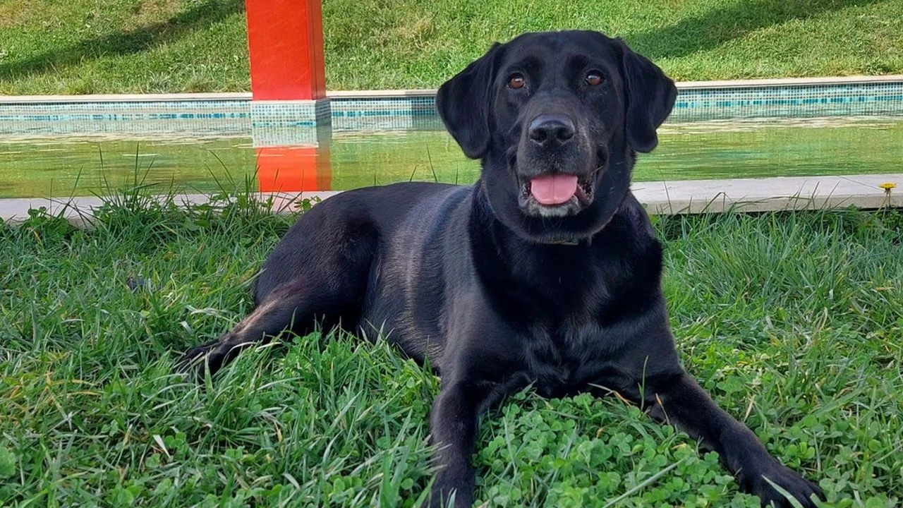 Sokak köpekleri 'uyutulsun' teklifine AK Partililer de karşı! 