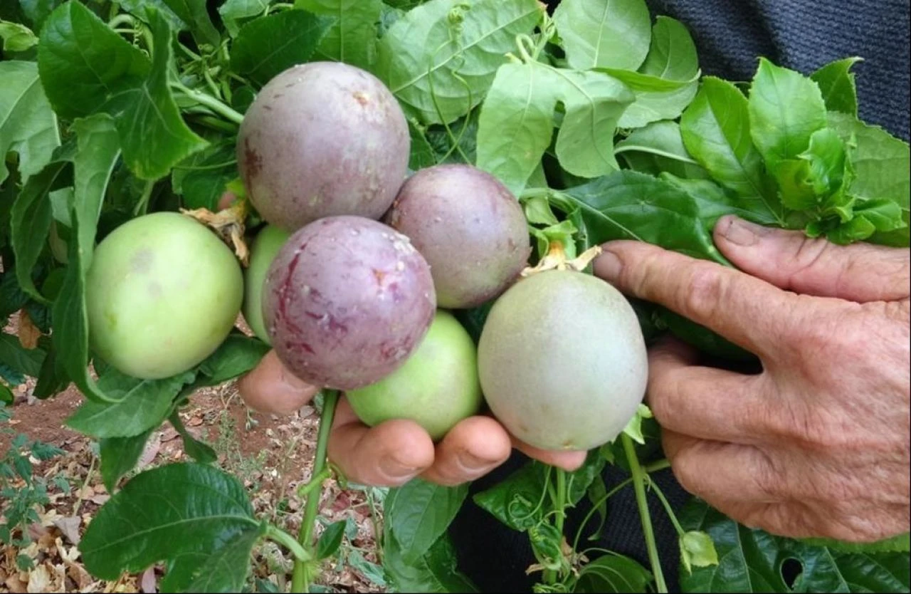 Deneme amaçlı dikti, kasa kasa hasat yapıyor! Kilosu 100 TL'den satılan 'aşk meyvesi' kapış kapış gidiyor