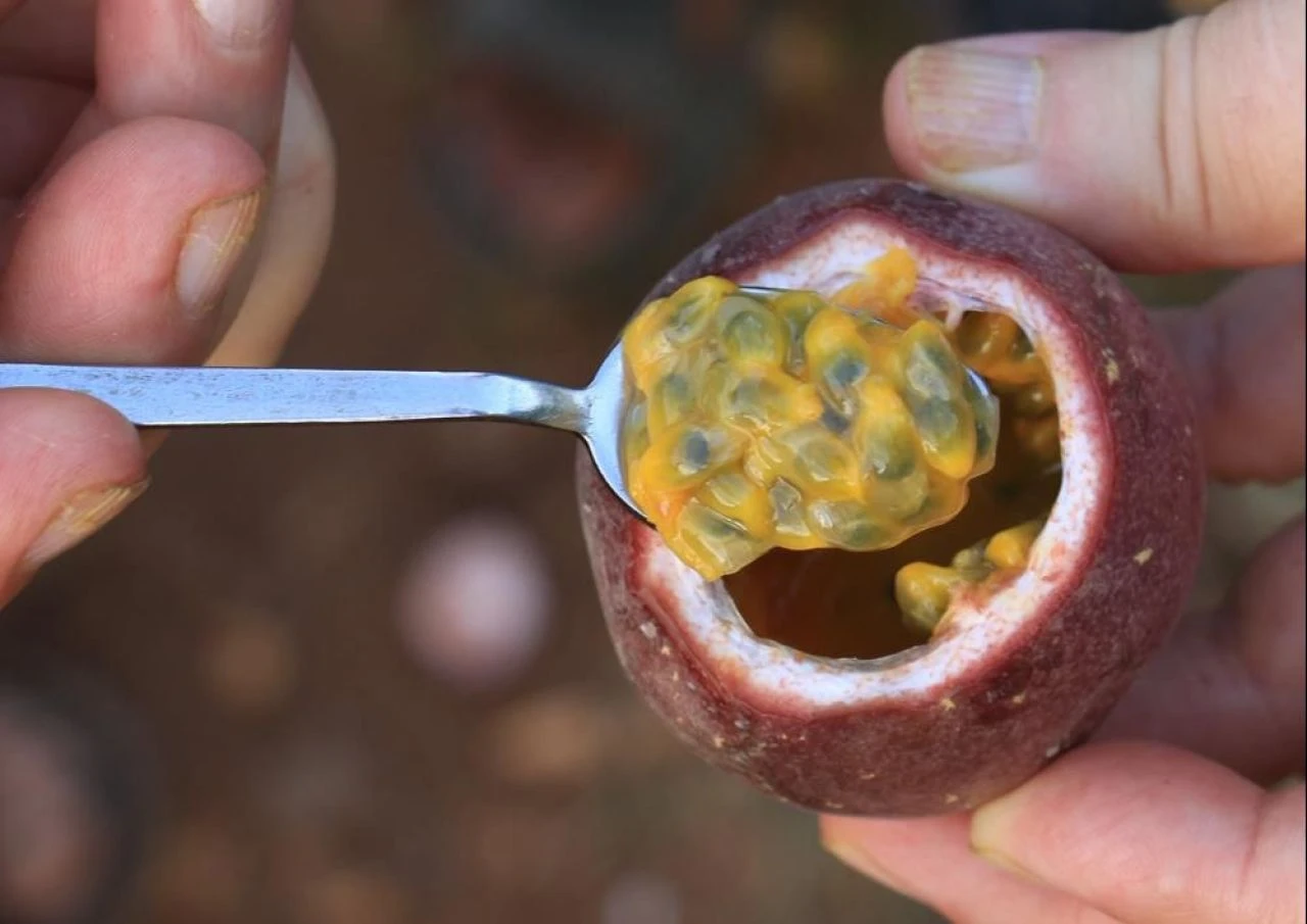 Deneme amaçlı dikti, kasa kasa hasat yapıyor! Kilosu 100 TL'den satılan 'aşk meyvesi' kapış kapış gidiyor