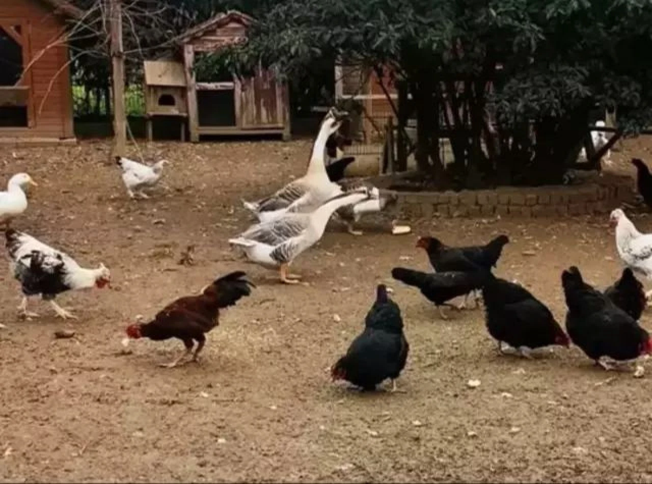 Gözlerden uzak çiftlik kurmuştu! Geniş Aile'nin sevilen yüzü İlker Ayrık şimdi de ticarete atılıyor - 2. Resim