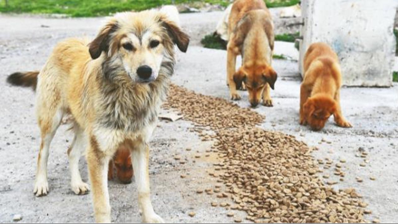 Mama lobisi deşifre edildi! Bağış adı altında toplanan paralar şirket kasalarına gitmiş