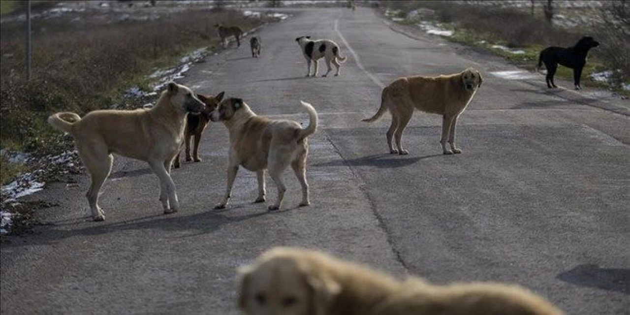 Sokak köpeklerinin saldırısı sonrası kızını kaybeden acılı baba ilk kez konuştu: CHP'li vekiller yanımızda durmadı