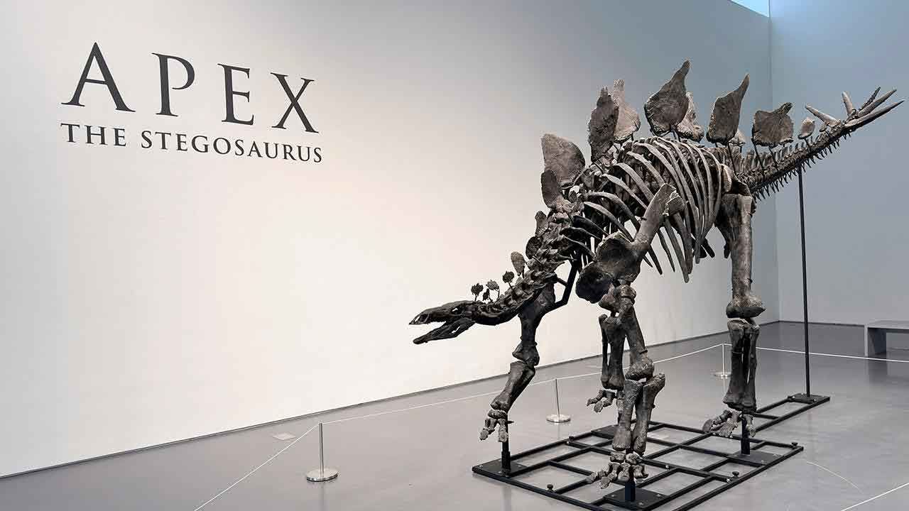 Stegosaurus fosili rekor kırdı: Tam 44,6 milyon dolara satıldı