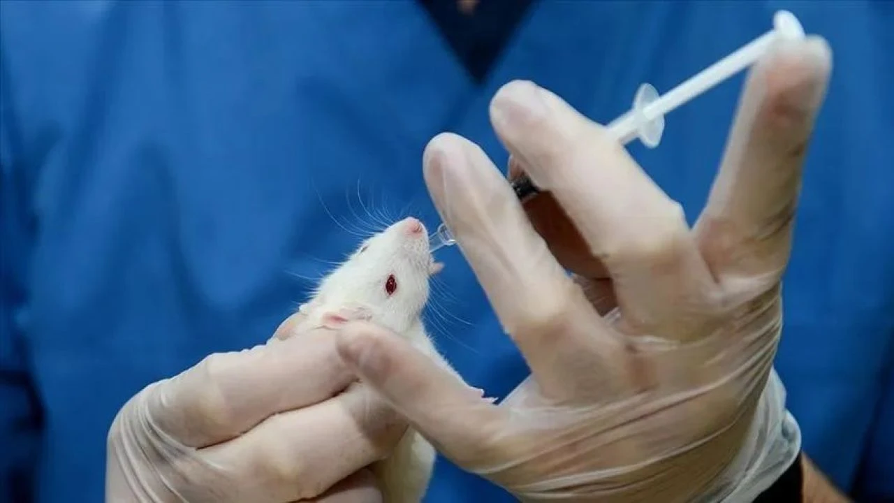 Yaşlanmak tarihe karışabilir! Bilim insanlarından çıpır açacak araştırma - 1. Resim