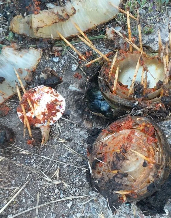Akıllara durgunluk veren olay! Kiracısını evden çıkarmak için büyü yaptı: Soğan, kemik parçaları, fotoğraflar... - 1. Resim