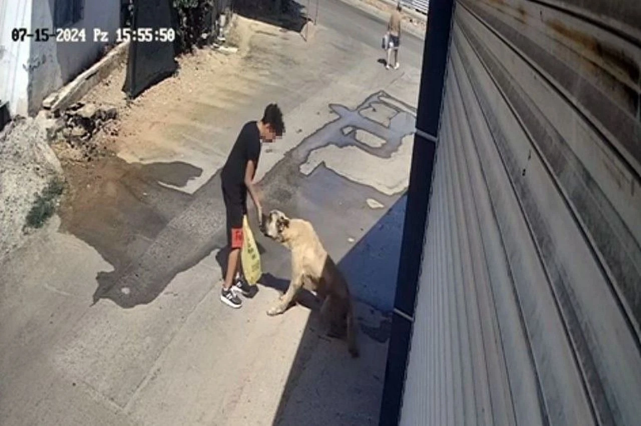 Antalya'da başıboş köpek dehşeti! Beslerken elini kaptırdı canını zor kurtardı