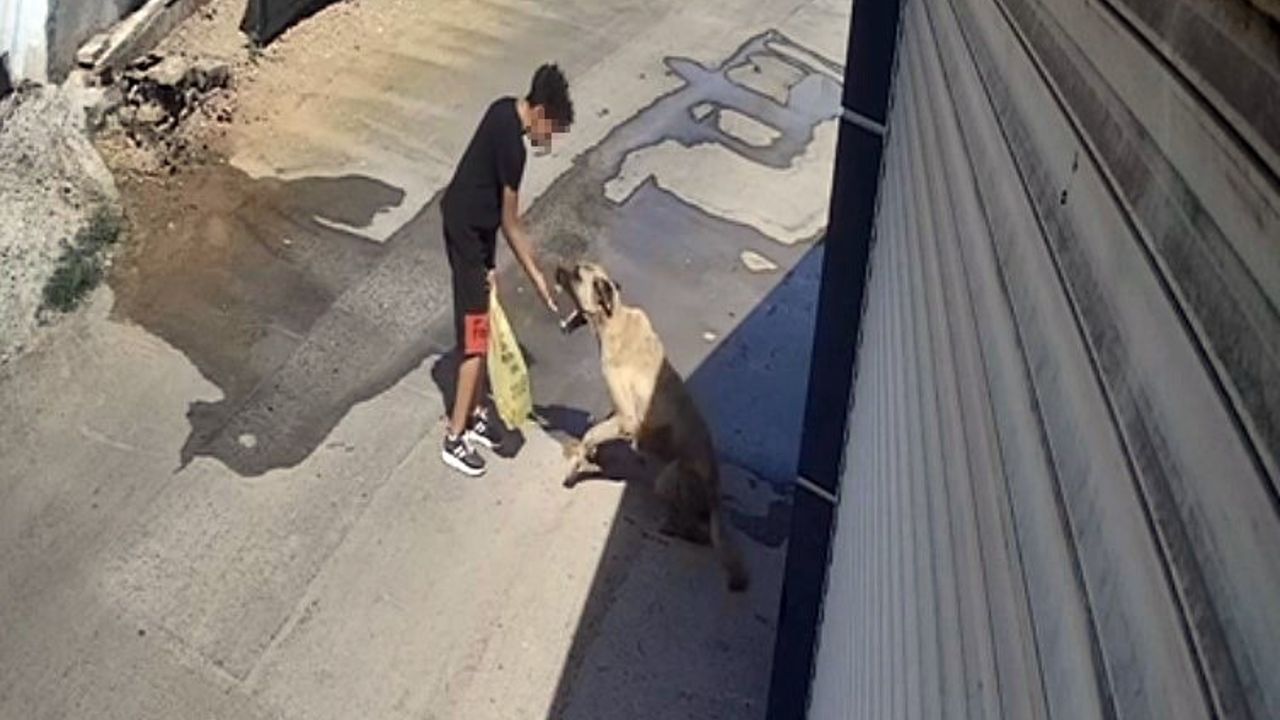 Antalya'da başıboş köpek dehşeti! Beslerken elini kaptırdı canını zor kurtardı - Gündem