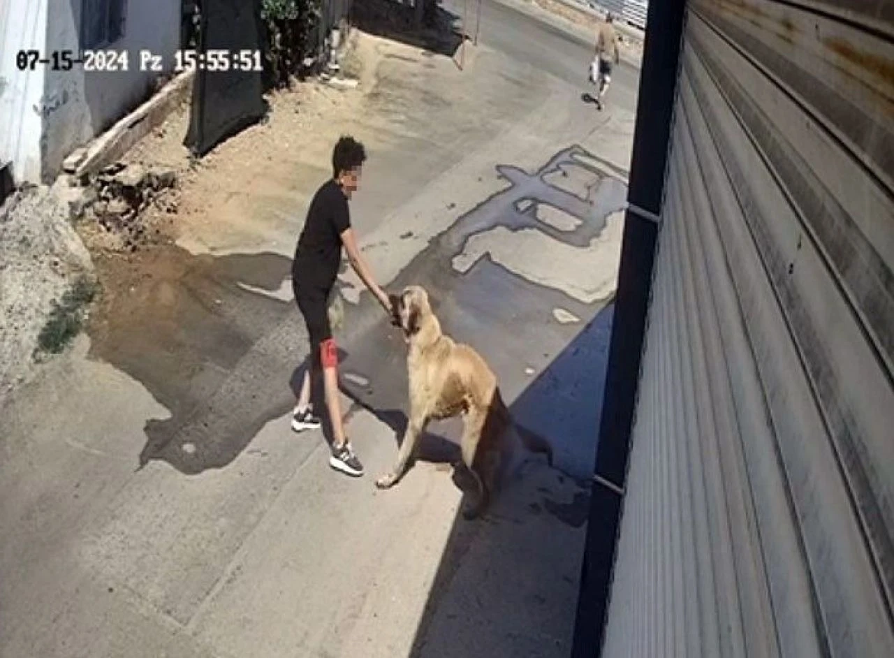Antalya'da başıboş köpek dehşeti! Beslerken elini kaptırdı canını zor kurtardı