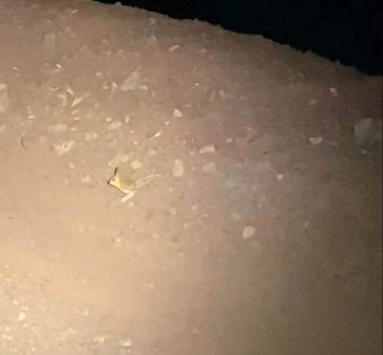 Kırmızı listedeki kanguru faresi Türkiye'de görüldü: Hiç su içmeden yaşayabiliyor