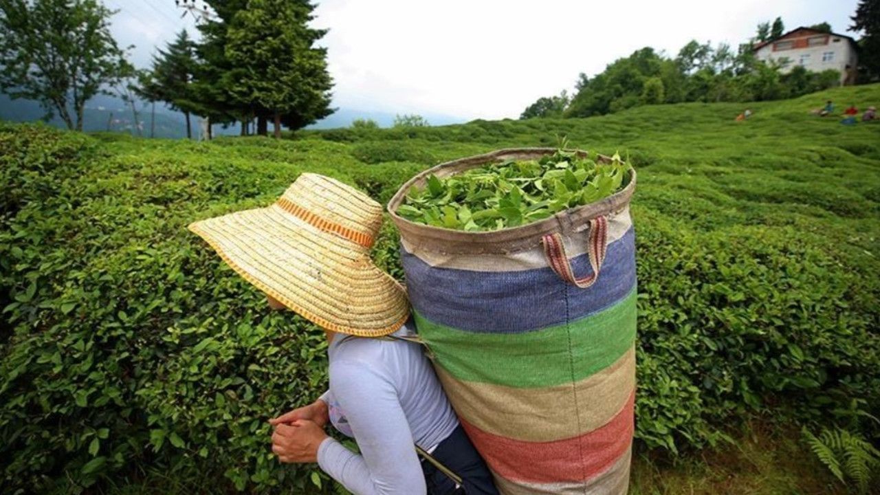 Çay üreticisini sevindiren haber: ÇAYKUR çay alım kontenjanını tekrar artırdı! - Ekonomi