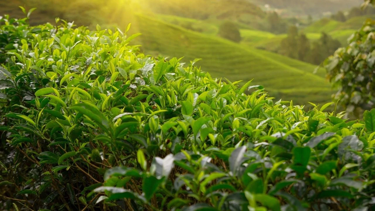 Tam 112 ülke Türk çayı içiyor! İhracattan 13 milyon 914 bin dolar gelir