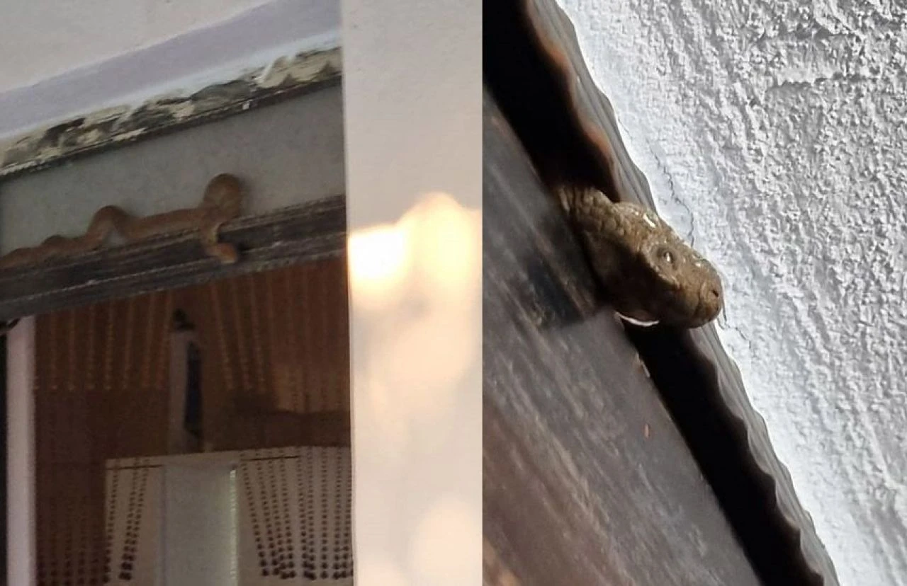 Evde yılan paniği! Aşırı sıcaktan içeri girdi, cep telefonu kamerasına yansıdı - 1. Resim