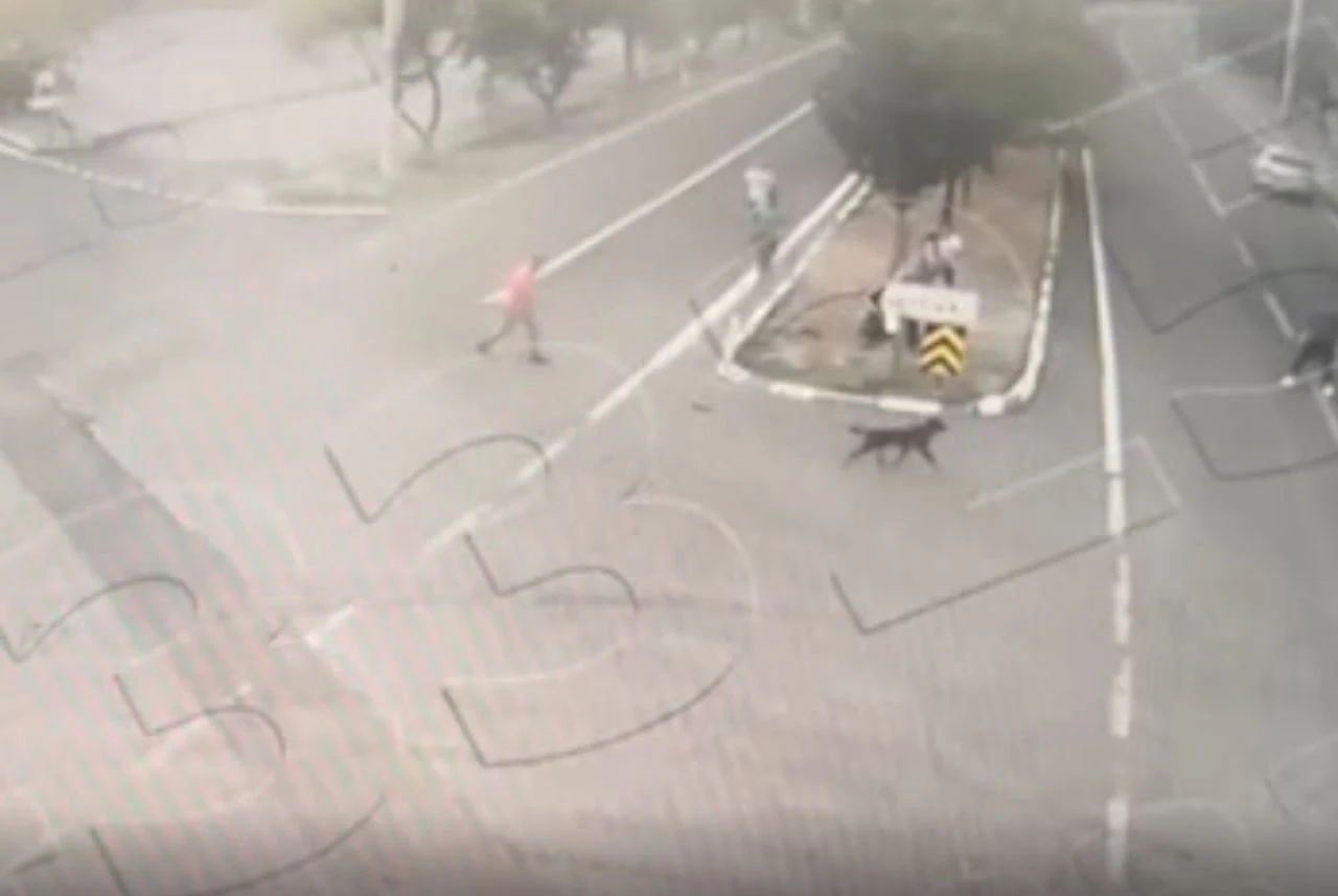 Niğde'de dehşet anları kamerada! Yine başıboş köpek saldırısı: Biri dudağımdan diğeri kolumdan tuttu - 3. Resim