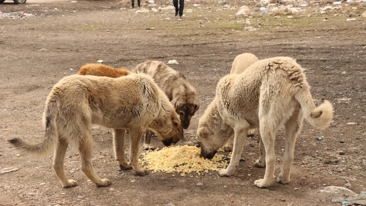 Sahipsiz sokak hayvanlarıyla ilgili yasa teklifinde yeni gelişme: Ötanazi ibaresi metinden çıkarıldı