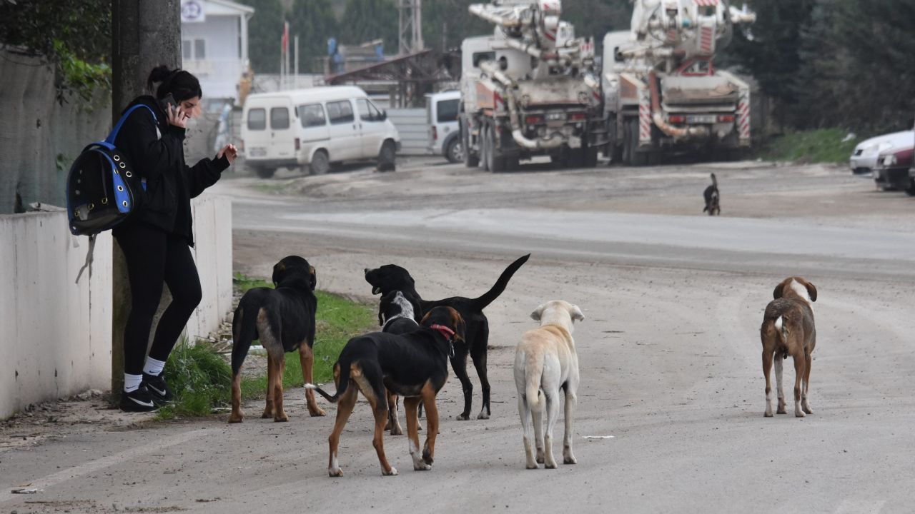 Son dakika... Başıboş sokak hayvanları düzenlemesinde yeni gelişme! Ötanazi kelimesi çıkarılıyor