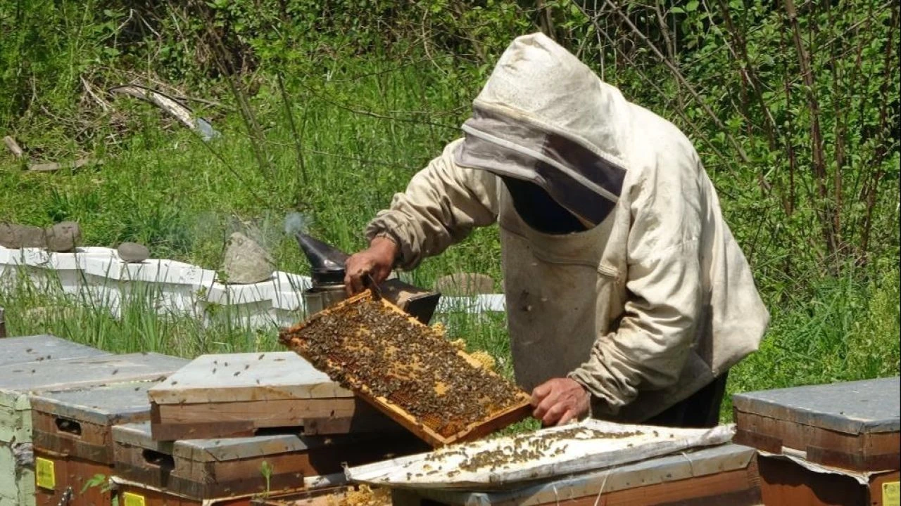 Avrupa’nın sırada beklediği Türk çiçek balında verim yüzde 50 düştü: Üreticinin fiyat beklentisi belli oldu! - 1. Resim