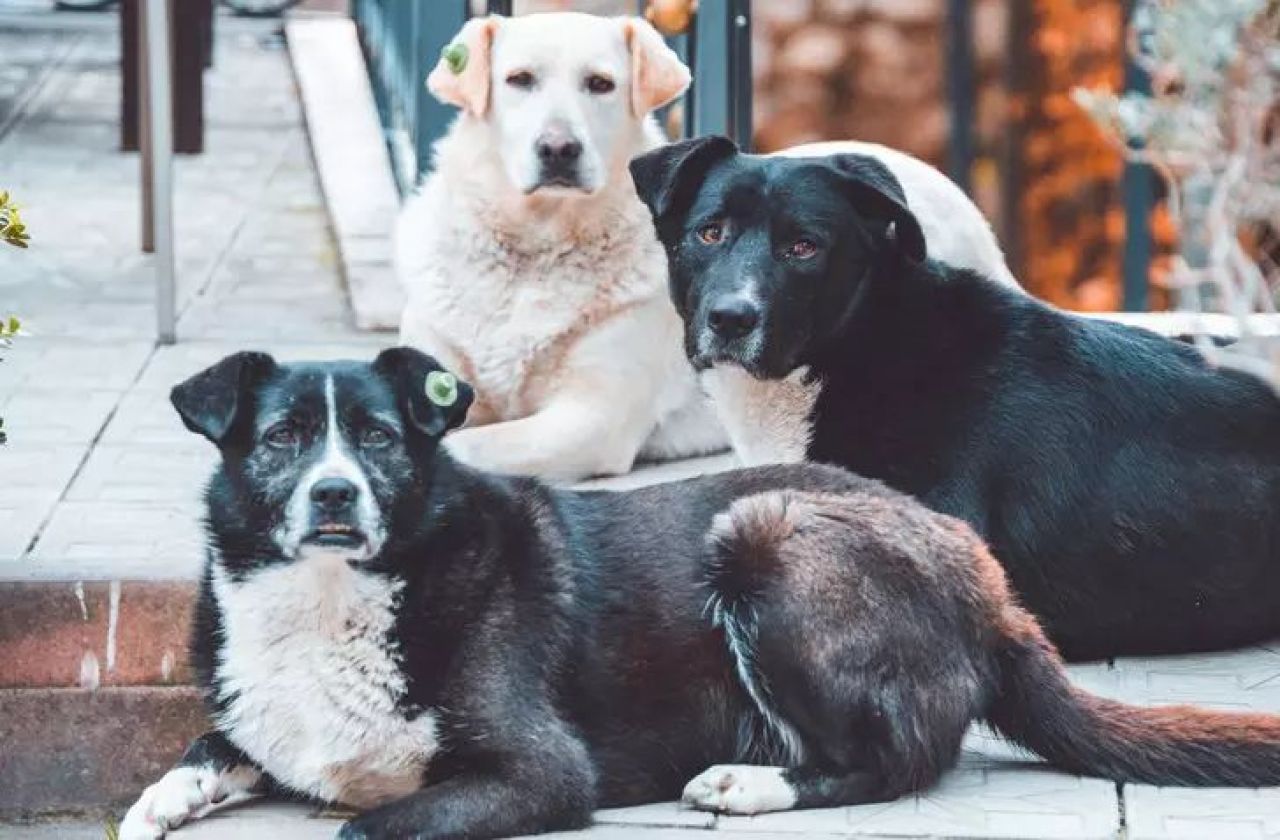 Başıboş köpek kanunu teklifinde dikkat çeken detay! Hapis cezası geliyor - 1. Resim