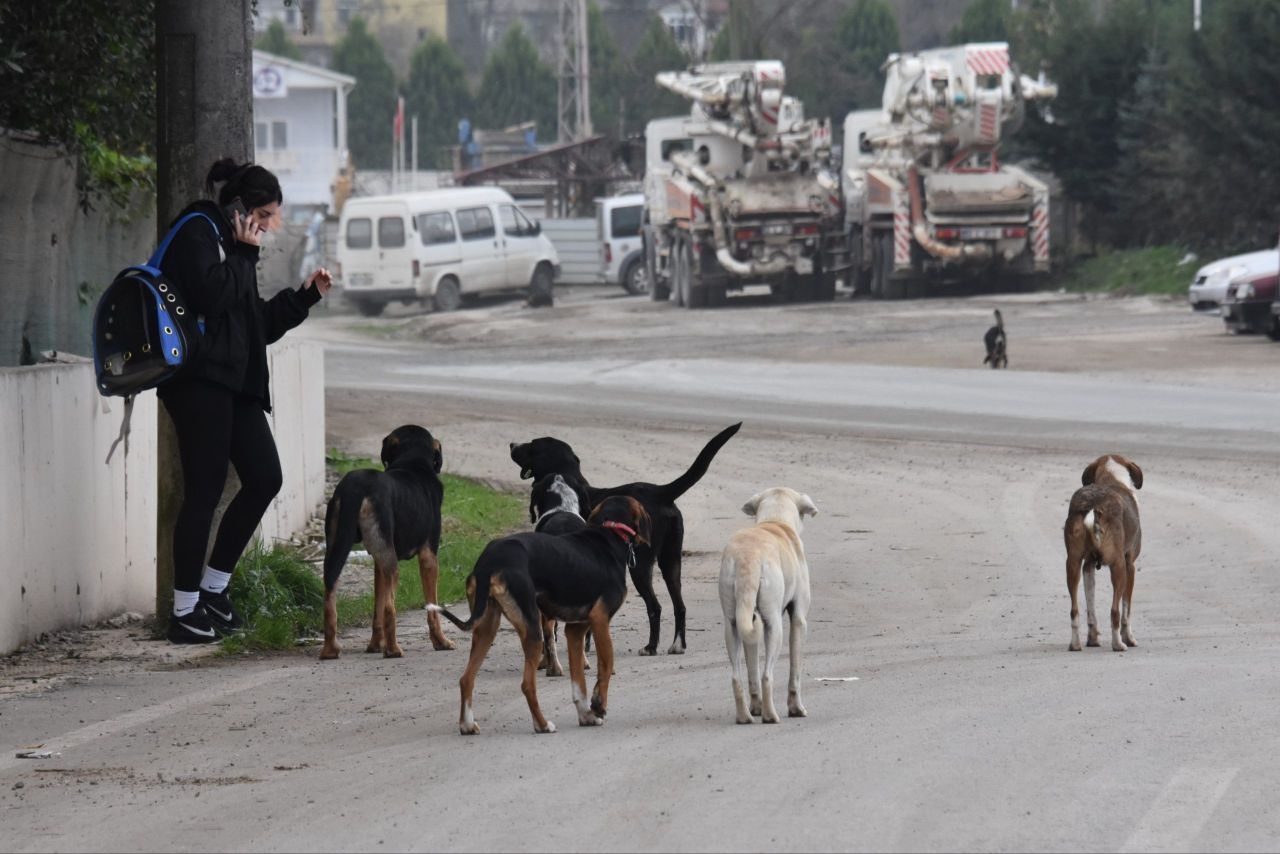 Başıboş köpek kanunu teklifinde dikkat çeken detay! Hapis cezası geliyor - 4. Resim