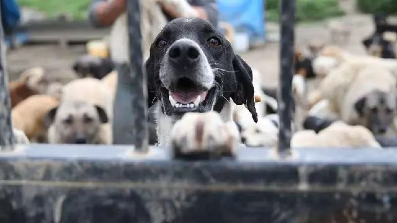 Başıboş köpek kanunu teklifinde dikkat çeken detay! Hapis cezası geliyor - 3. Resim