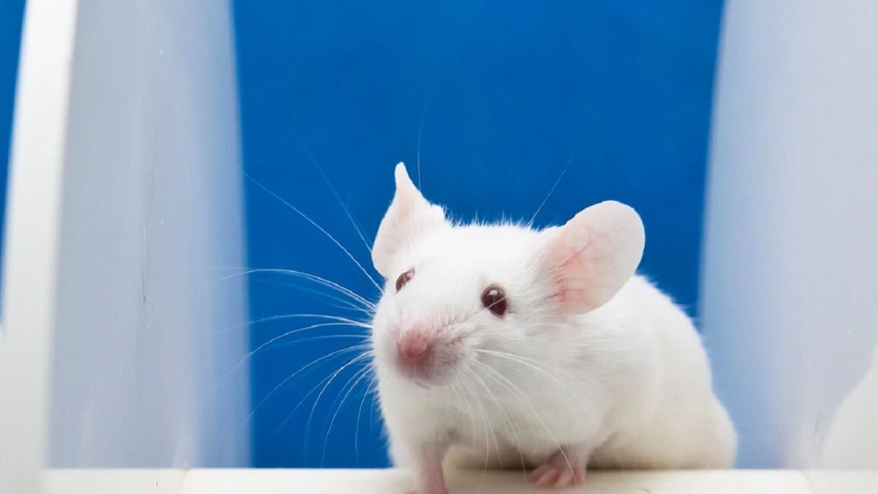 Dünyanın ilk uzaktan zihin kontrol cihazı geliştirildi