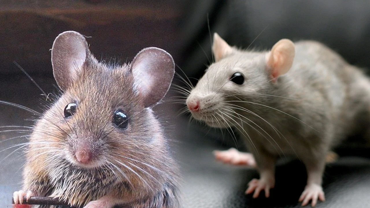 Dünyanın ilk uzaktan zihin kontrol cihazı geliştirildi