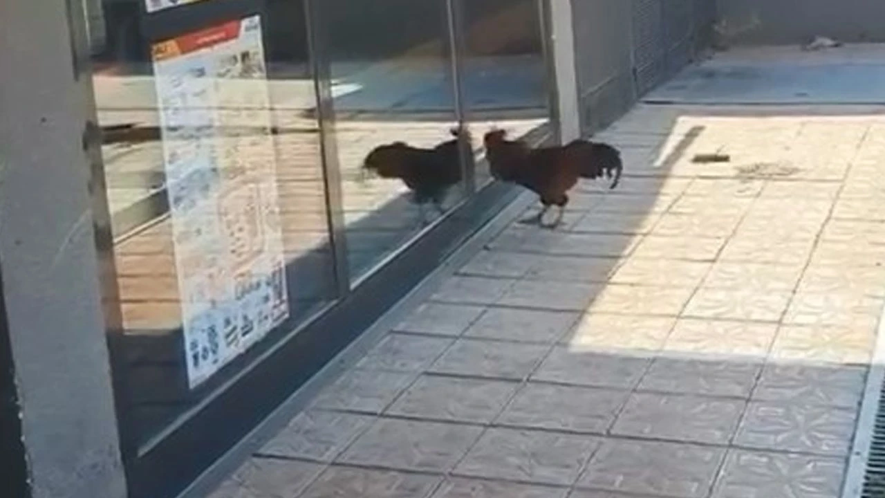 Markete giremeyen horoz sinirlendi! Camları böyle dövdü