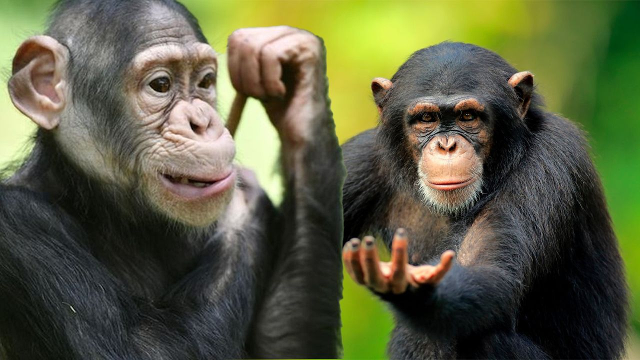 Şempanzeler de konuşuyormuş! Sohbetlerinin şifreleri çözüldü - Yaşam